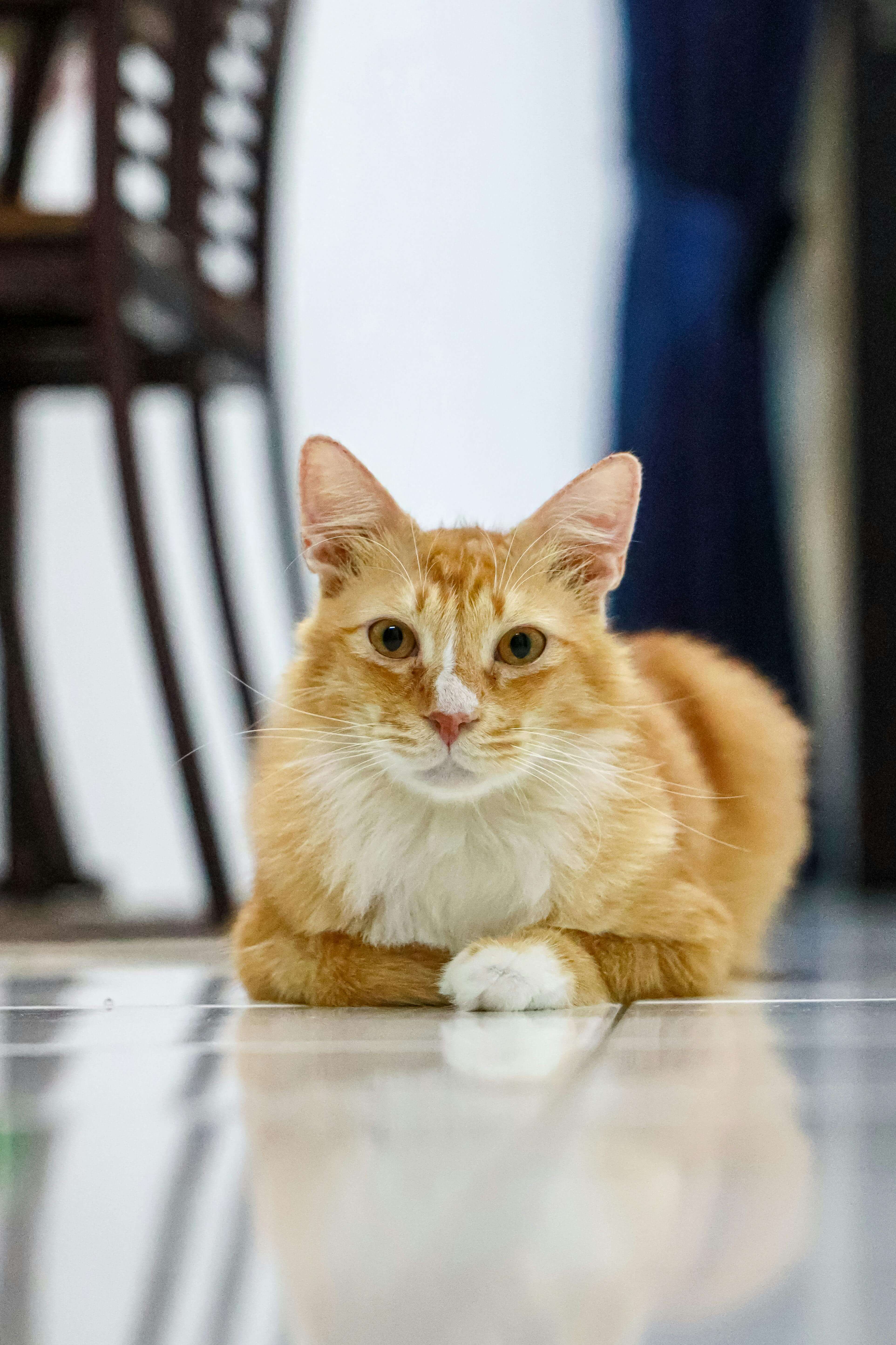 Biscoito, o gato do dia