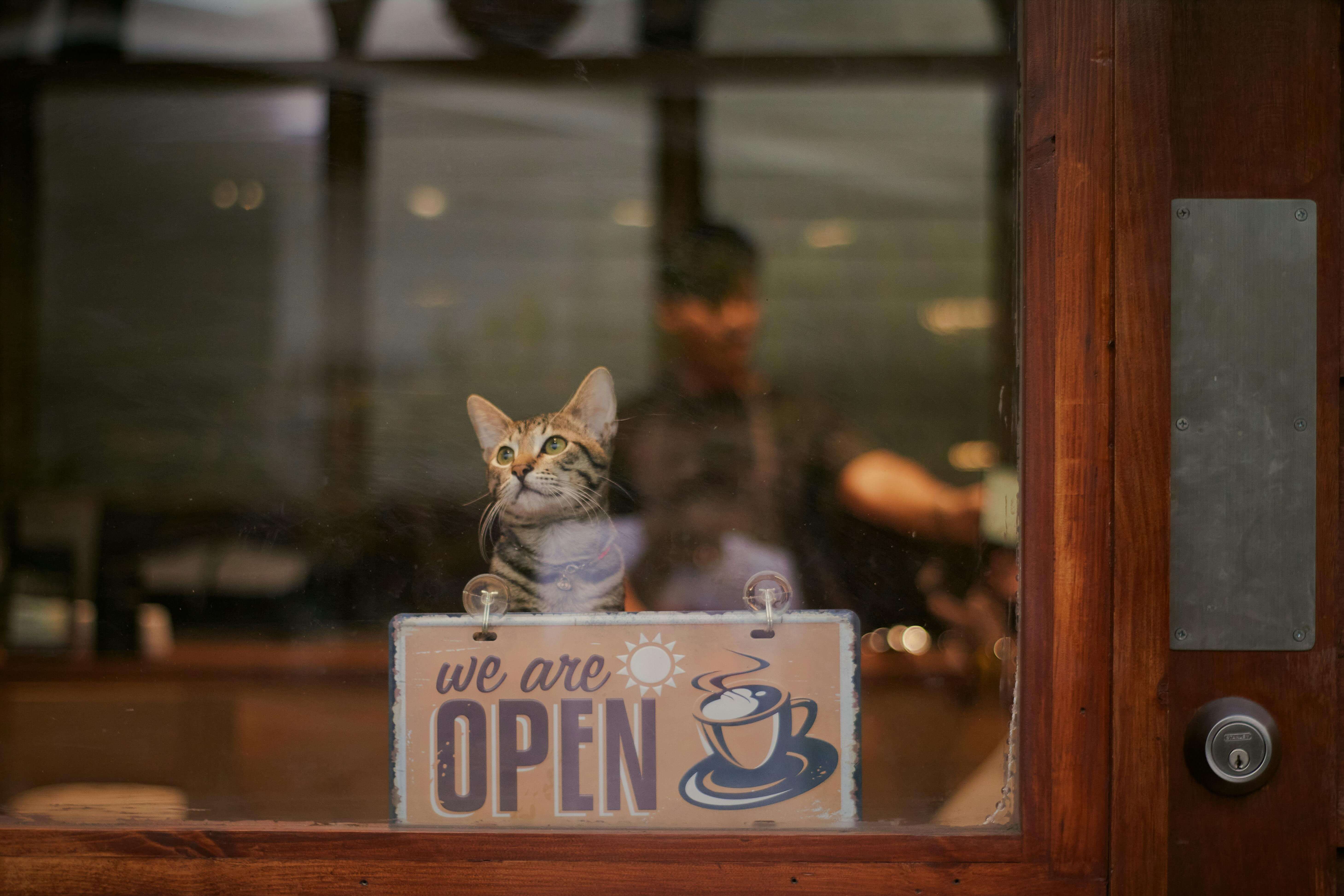 Ambiente do café com gatos